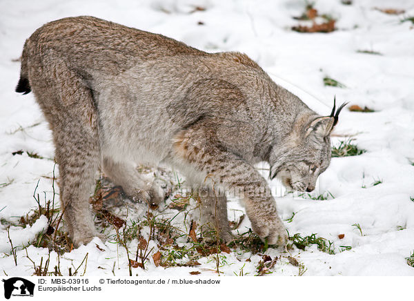Europischer Luchs / lynx / MBS-03916
