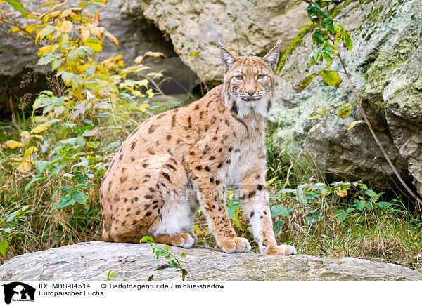 Europischer Luchs / MBS-04514