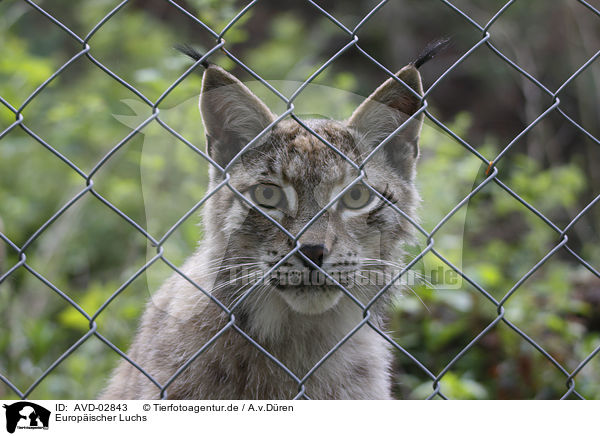 Europischer Luchs / Lynx / AVD-02843