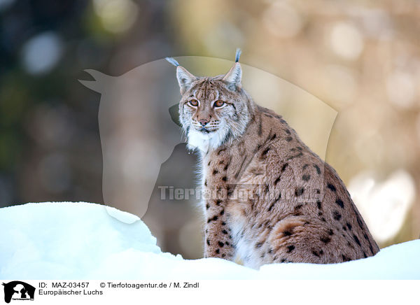 Europischer Luchs / MAZ-03457