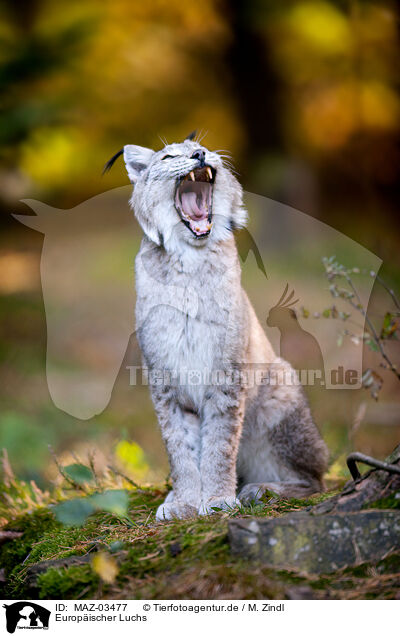 Europischer Luchs / Lynx / MAZ-03477