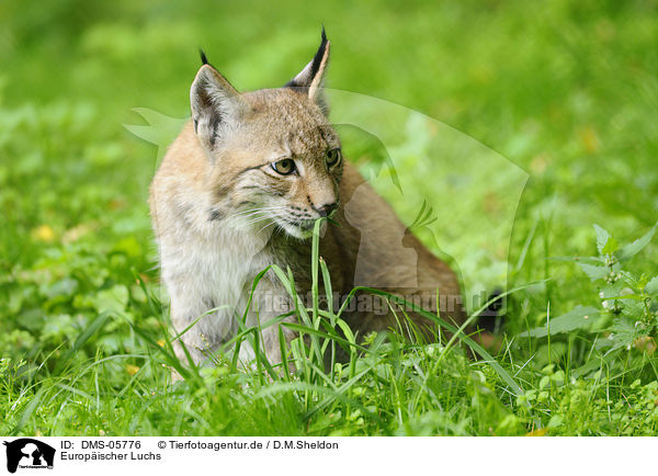 Europischer Luchs / lynx / DMS-05776