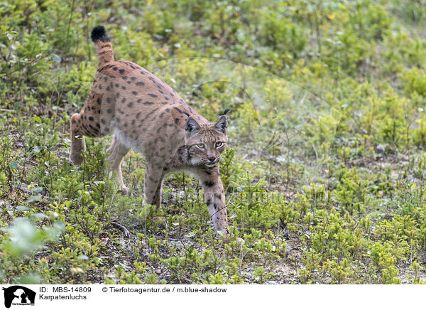 Karpatenluchs / Carpathian Lynx / MBS-14809