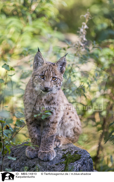 Karpatenluchs / Carpathian Lynx / MBS-14810