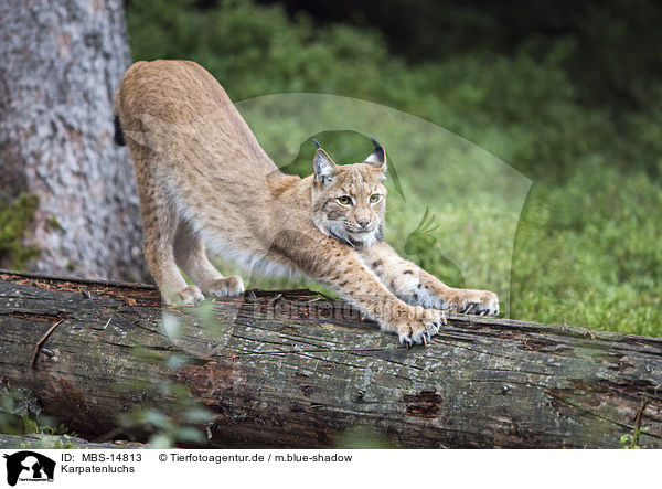 Karpatenluchs / Carpathian Lynx / MBS-14813