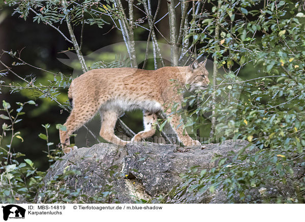 Karpatenluchs / Carpathian Lynx / MBS-14819