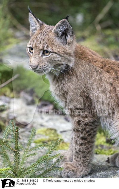 Karpatenluchs / Carpathian Lynx / MBS-14822