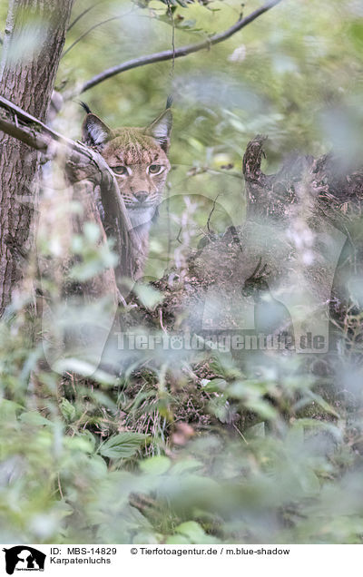 Karpatenluchs / Carpathian Lynx / MBS-14829