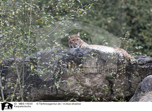 Karpatenluchs / Carpathian Lynx / MBS-14830