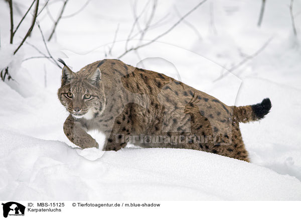 Karpatenluchs / Carpathian Lynx / MBS-15125
