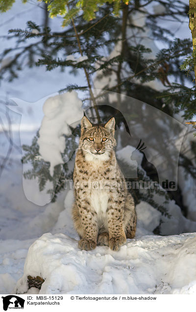 Karpatenluchs / Carpathian Lynx / MBS-15129