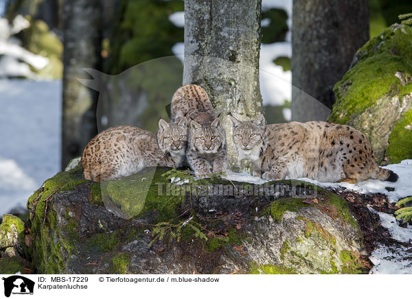 Karpatenluchse / Carpathian Lynxes / MBS-17229