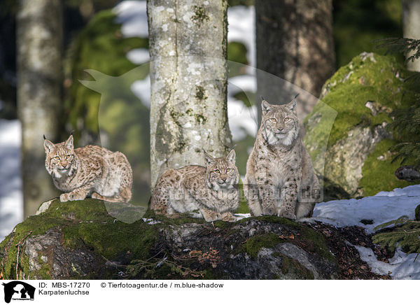 Karpatenluchse / Carpathian Lynxes / MBS-17270