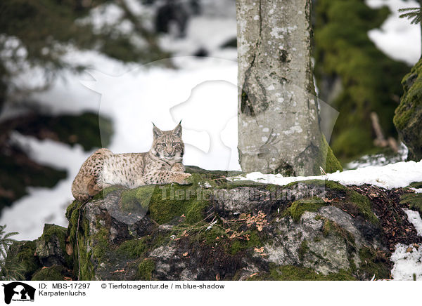 Karpatenluchs / Carpathian Lynx / MBS-17297
