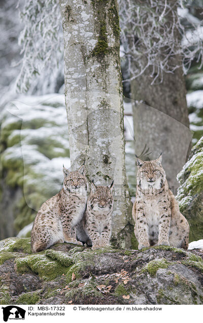 Karpatenluchse / Carpathian Lynxes / MBS-17322