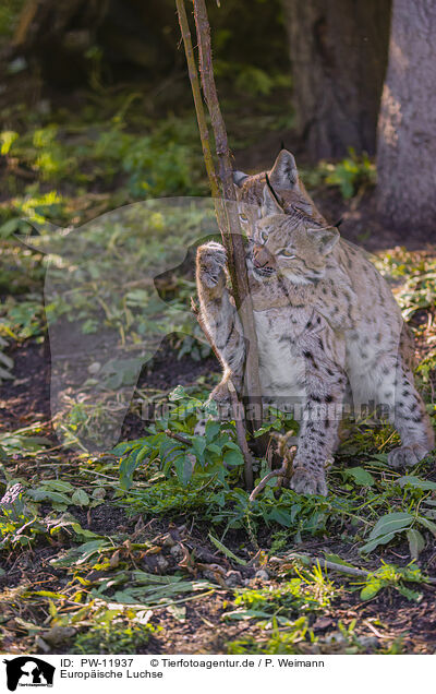 Europische Luchse / Eurasian Lynxes / PW-11937