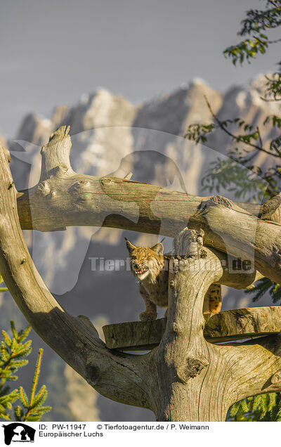 Europ�ischer Luchs / Eurasian Lynx / PW-11947