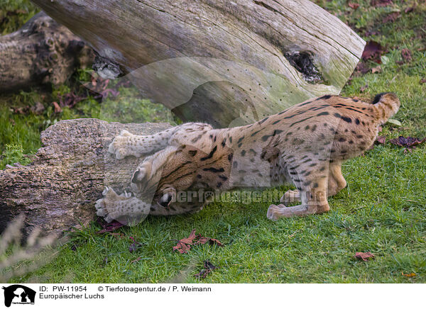 Europischer Luchs / Eurasian Lynx / PW-11954