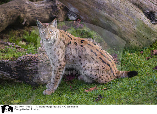 Europischer Luchs / Eurasian Lynx / PW-11955