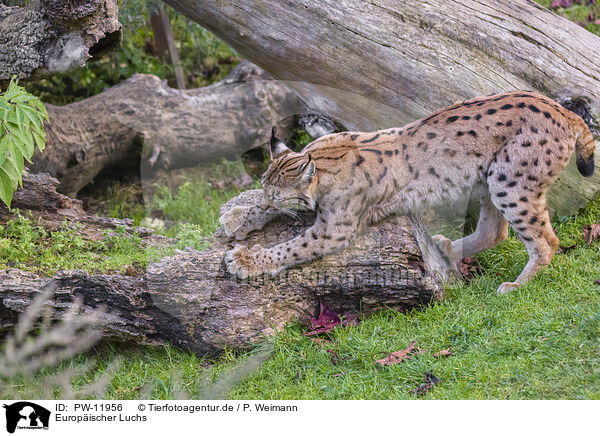 Europischer Luchs / Eurasian Lynx / PW-11956