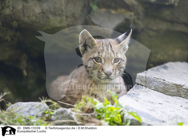 Europischer Luchs / european lynx / DMS-13339