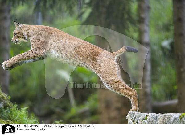 Europischer Luchs / european lynx / DMS-13357