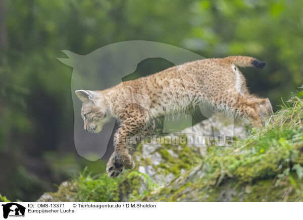 Europischer Luchs / european lynx / DMS-13371