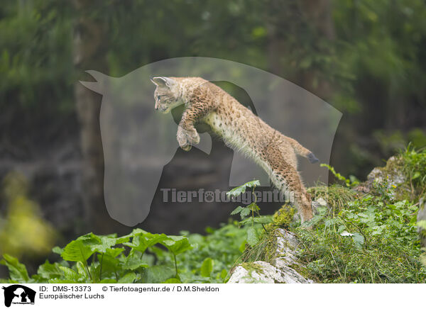 Europischer Luchs / european lynx / DMS-13373