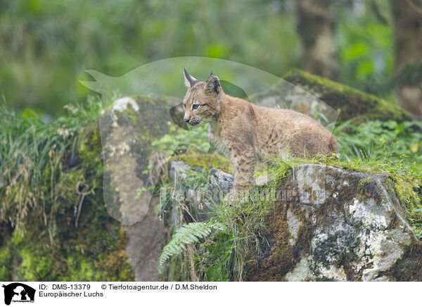 Europischer Luchs / DMS-13379