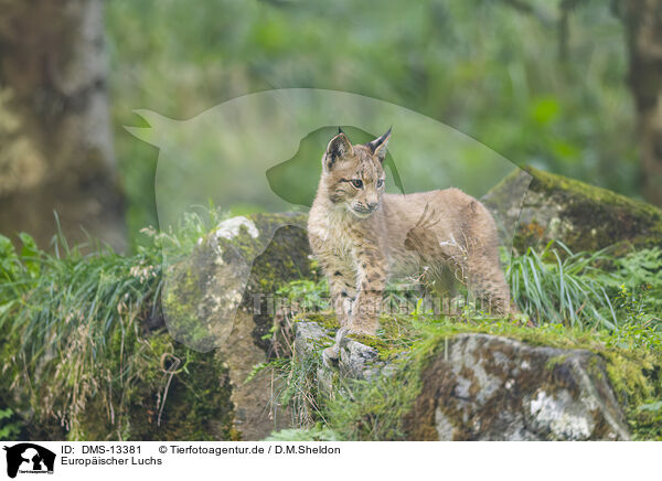 Europischer Luchs / european lynx / DMS-13381