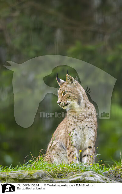 Europischer Luchs / european lynx / DMS-13384
