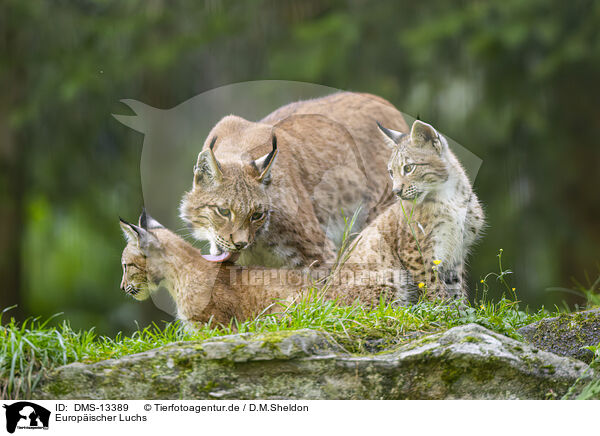 Europischer Luchs / european lynx / DMS-13389