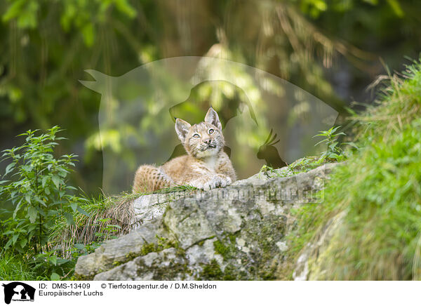 Europischer Luchs / european lynx / DMS-13409