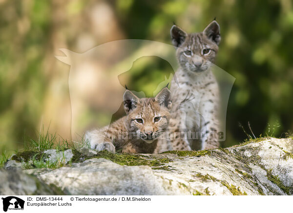 Europischer Luchs / european lynx / DMS-13444