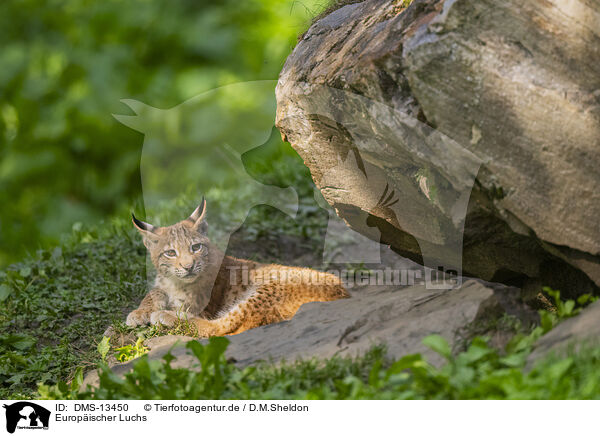 Europischer Luchs / european lynx / DMS-13450