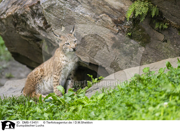 Europischer Luchs / european lynx / DMS-13451