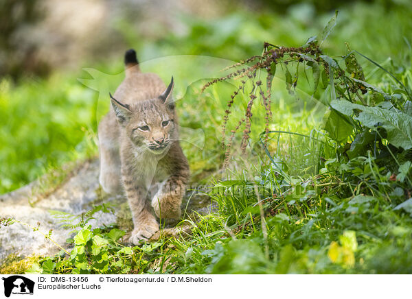 Europischer Luchs / european lynx / DMS-13456