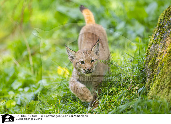 Europischer Luchs / european lynx / DMS-13459