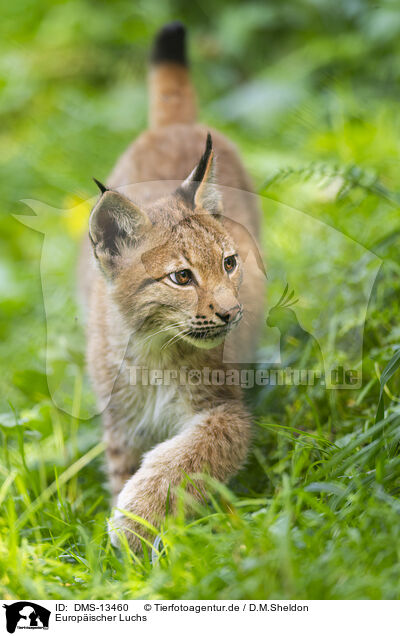 Europischer Luchs / european lynx / DMS-13460