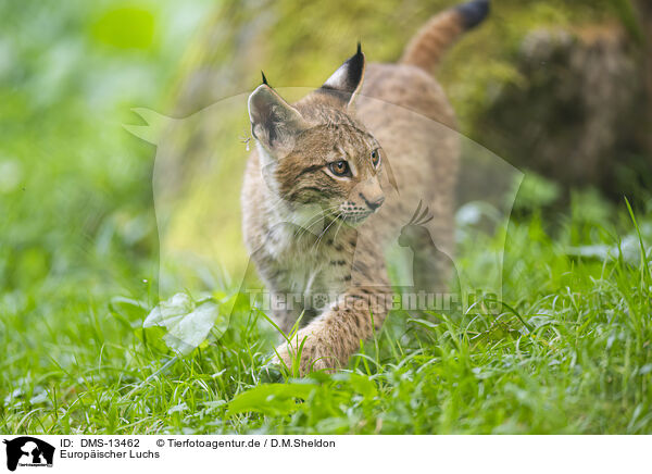 Europischer Luchs / european lynx / DMS-13462