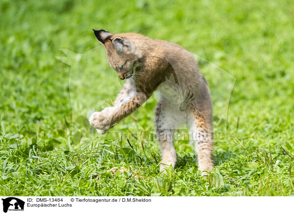 Europischer Luchs / european lynx / DMS-13464