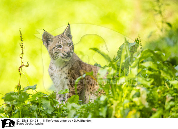 Europischer Luchs / european lynx / DMS-13468