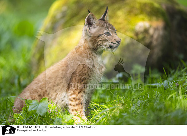 Europischer Luchs / DMS-13481
