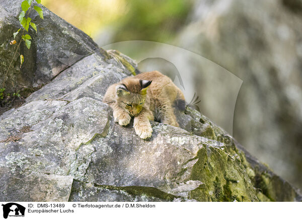 Europischer Luchs / european lynx / DMS-13489