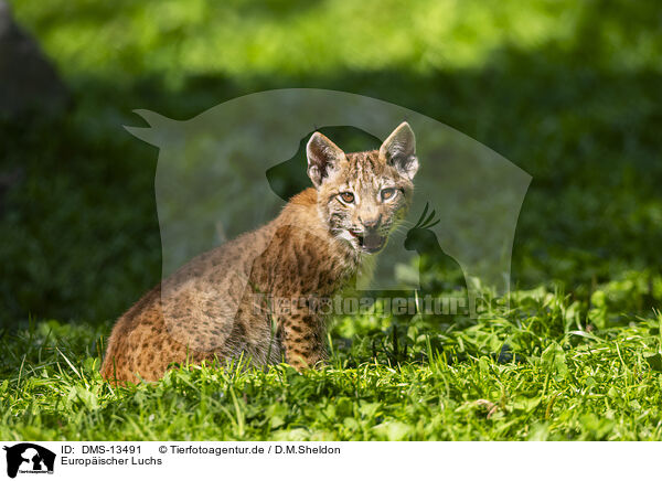 Europischer Luchs / european lynx / DMS-13491