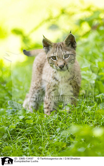 Europischer Luchs / european lynx / DMS-13497