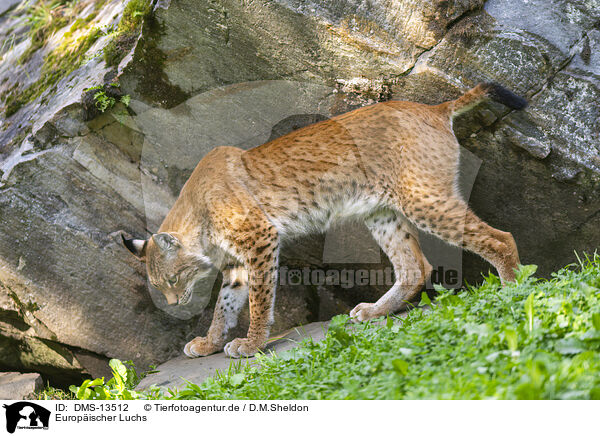 Europischer Luchs / DMS-13512