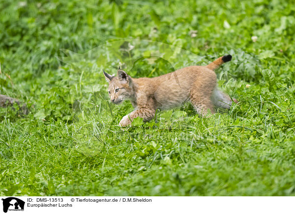 Europischer Luchs / european lynx / DMS-13513