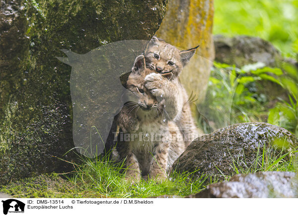 Europischer Luchs / DMS-13514
