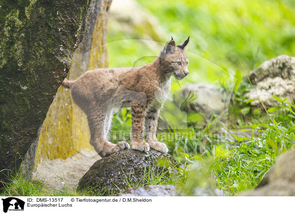 Europischer Luchs / DMS-13517